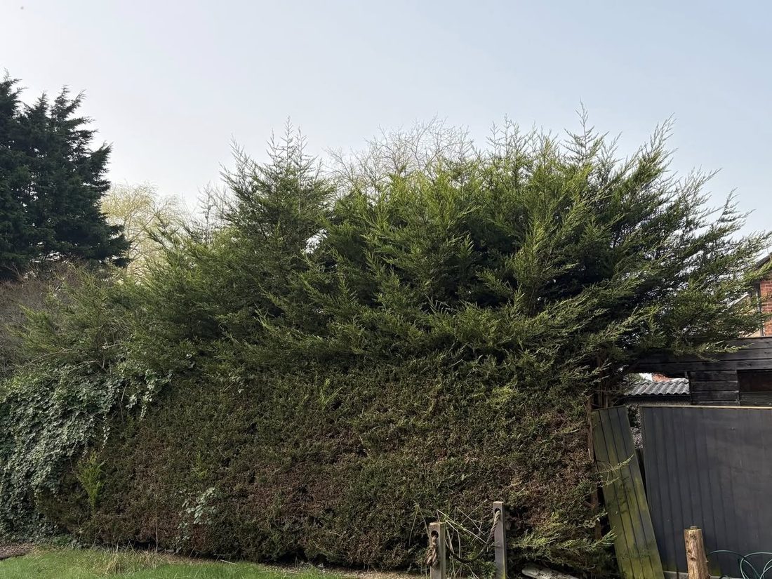 Overgrown conifer hedge before trimming